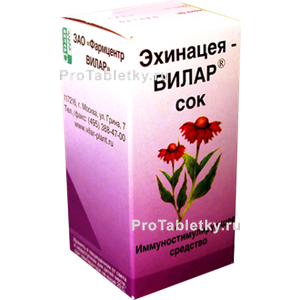 Фото эхинацеи вилара