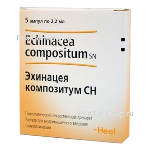 Фото эхинацеи композитума сн