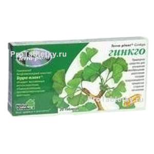 Фото терры-планта гинкго