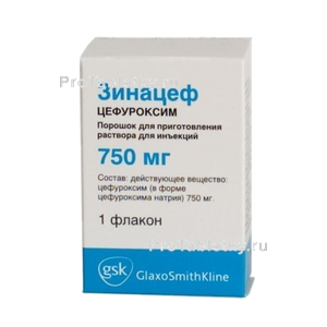 Фото зинацефа